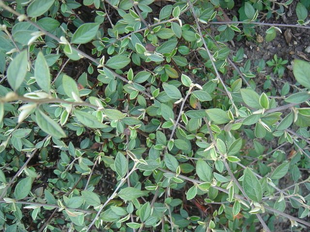 Cotoneaster franchetii P17 P27